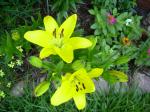 Asiatic Lilies