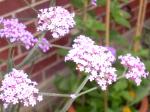 Verbena