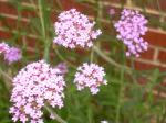 Tall verbena