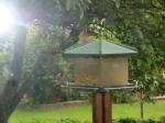 baby Chickadee at feeder