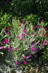 Rose Campion