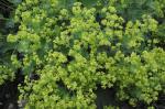 Lady's Mantle in bloom