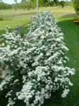 Bridal Wreath Spiraea