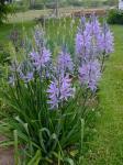 Camassia