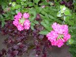 Verbena, Iresine,&  Helichrysum