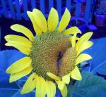 Double sunflower bloom