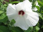 white hibiscus