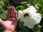 white hibiscus_size