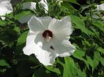 white hibiscus_bee