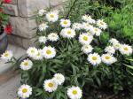Shasta daisy plant...