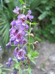  Angelonia angustifolia (Serena)