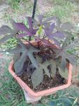 Black Sweet Potato Vine --Ipomoea batatas 