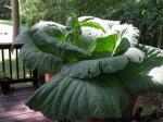 This is the cabbage I grew in one of my Earthboxes.