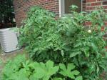 Tomatoes and Okra