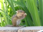 Chipmunk....Willie