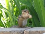 Chipmunk....Willie