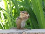 Chipmunk....Willie