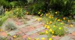 Front  patio and wild California poppies