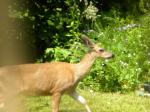 Lady Doe heading for a quiet place near the blackberry brambles