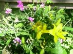 Lilies and Sweet Peas