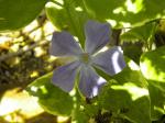 I think this is periwinkle