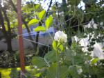A Sugar Snap Pea Flowers in June