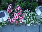 Strawberry parfait Dianthus