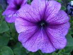 Purple Petunias