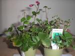 shamrock plants