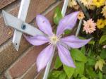 clematis