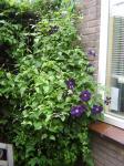 another clematis