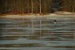 Icefishing in March 52 degrees