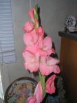 The cats broke this Gladiola off 