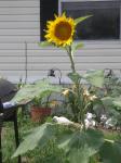 Mamoth Sunflower came up from feeder