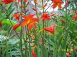 Montbretia -Crocosmia