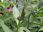 Monarch caterpillar