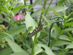 Monarch caterpillar