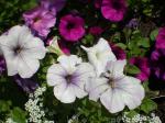 White Petunia's 