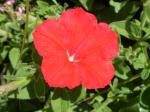 Scarlet Red Wave Petunia's 2010