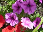 Violet & Scarlet Red  Wave Petunias 2010