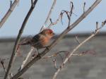 House Finch 