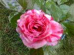 candy stripe rose