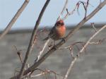 House Finch