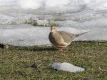 Mourning Dove