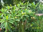 yellow plumeria