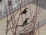 House Sparrows