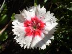 Strawberry parfait Dianthus