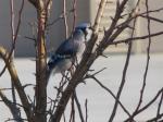 Blue Jay