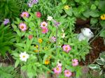 Zinnias