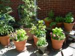 flowers, tomatoes, herbs